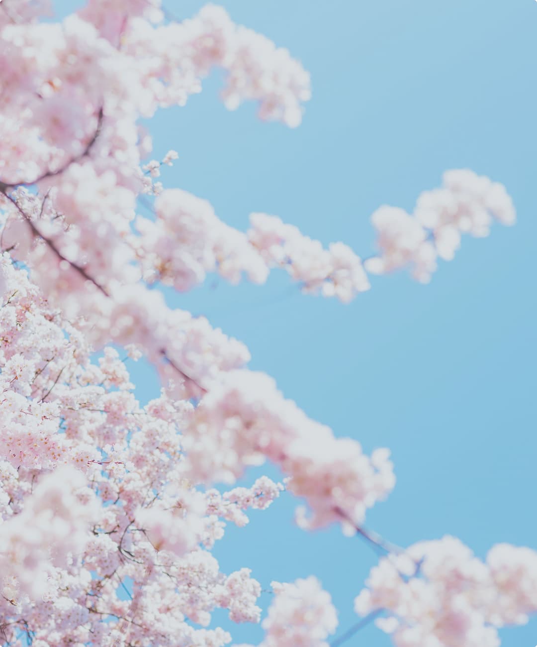 大切なトキだけ、つれて生きよう