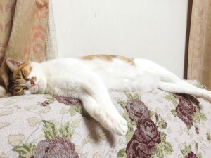 【我が家のペット自慢】テーマ：かわいい寝顔