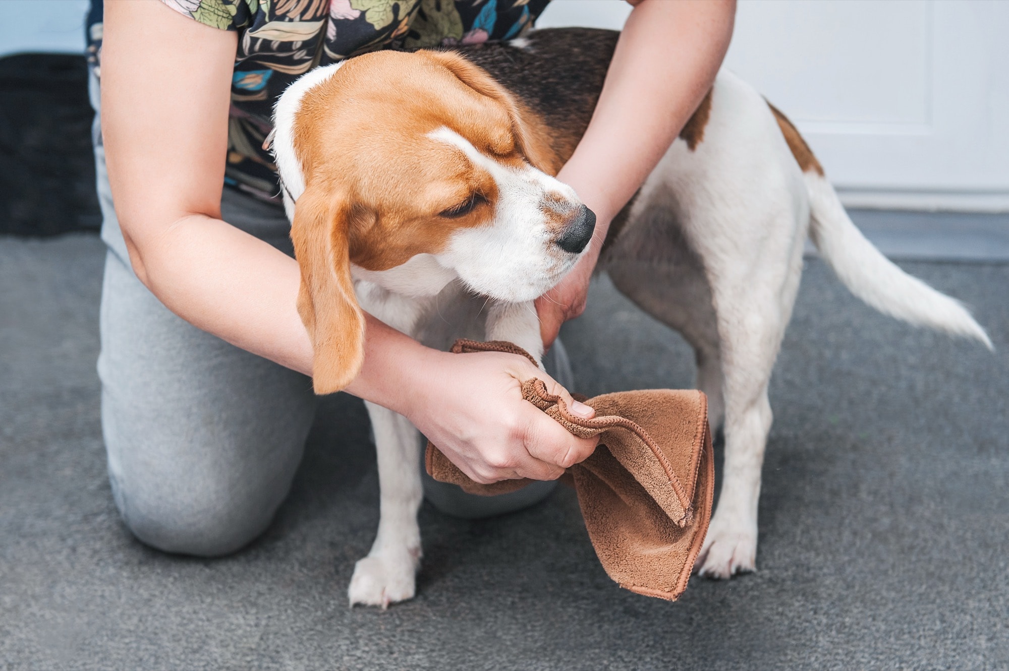 玄関前で足を拭かれる犬