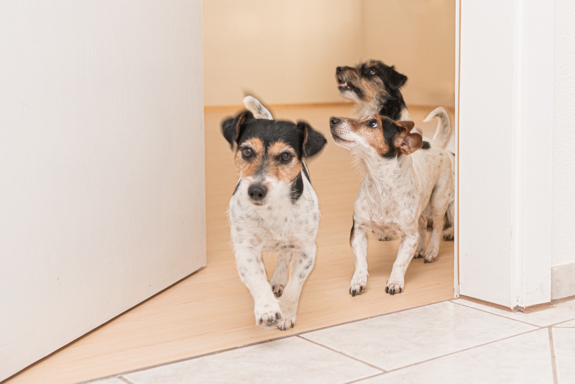 室内を動き回る3匹の犬